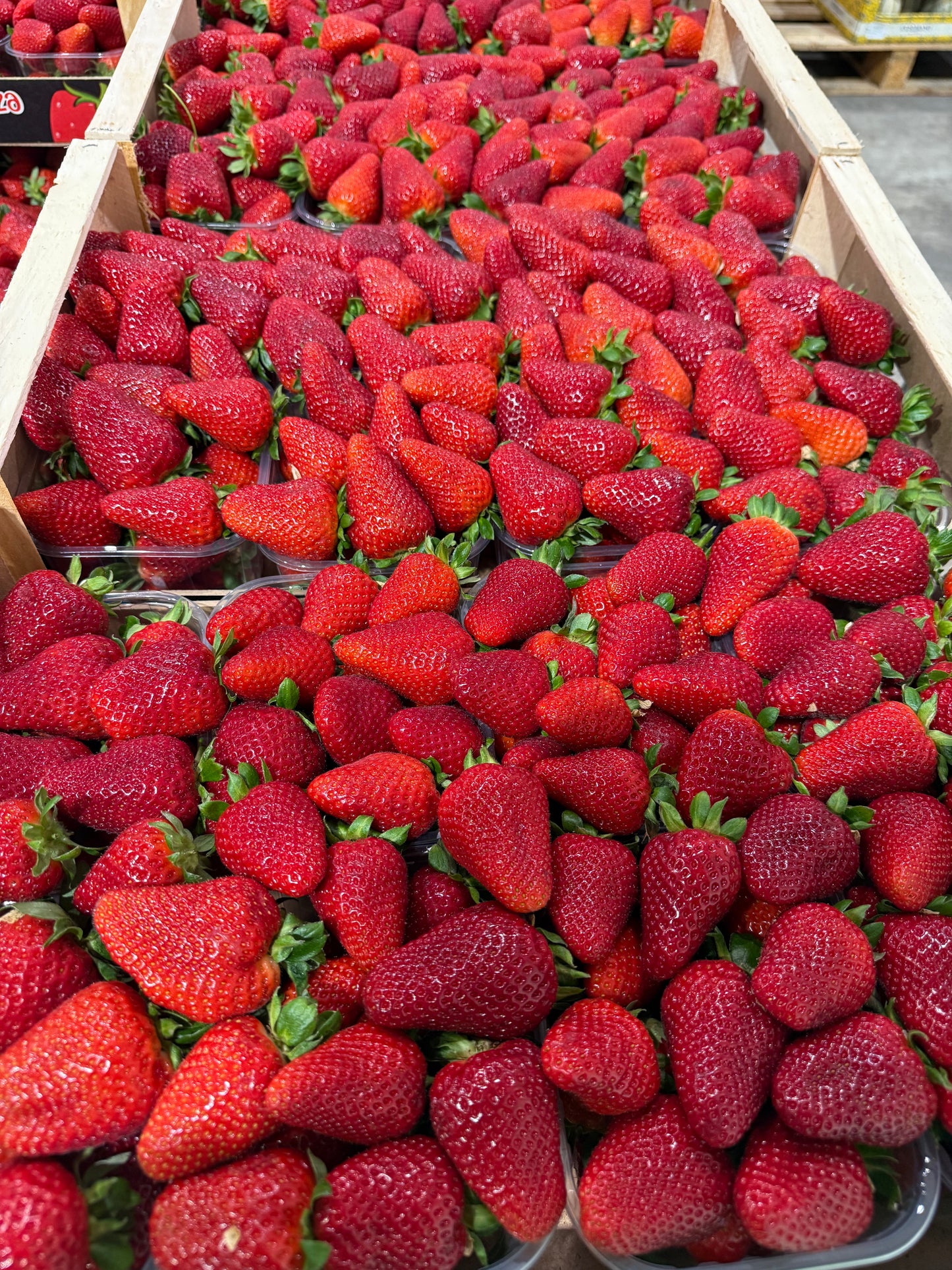 🍓 FRAGOLE CANDONGA EXTRA DOLCI