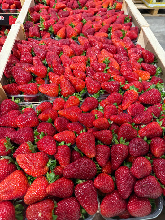 🍓 FRAGOLE CANDONGA EXTRA DOLCI